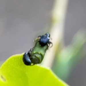 Euops sp. (genus) at Bruce Ridge - 6 Jan 2024