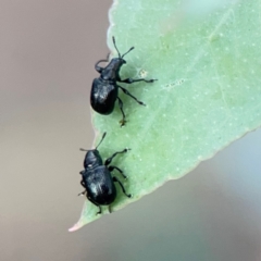 Euops sp. (genus) at Bruce Ridge - 6 Jan 2024