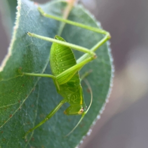 Caedicia simplex at Bruce Ridge - 6 Jan 2024