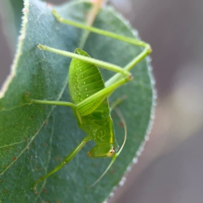 Caedicia simplex (Common Garden Katydid) at Bruce Ridge - 6 Jan 2024 by Hejor1