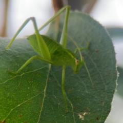 Caedicia simplex at Bruce Ridge - 6 Jan 2024 07:02 PM