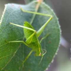 Caedicia simplex at Bruce Ridge - 6 Jan 2024 07:02 PM