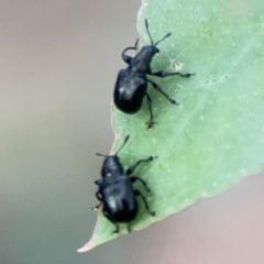Caedicia simplex at Bruce Ridge - 6 Jan 2024 07:02 PM