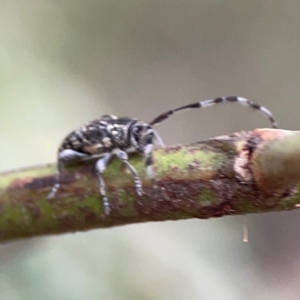 Ancita sp. (genus) at Bruce Ridge - 6 Jan 2024