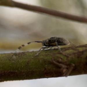 Ancita sp. (genus) at Bruce Ridge - 6 Jan 2024