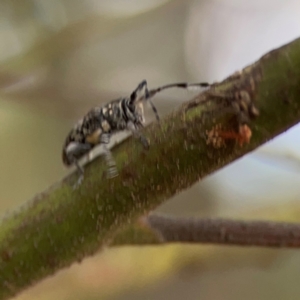 Ancita sp. (genus) at Bruce Ridge - 6 Jan 2024