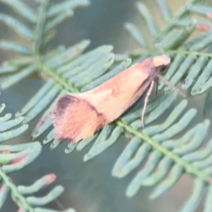 Isomoralla pyrrhoptera at Bruce Ridge - 6 Jan 2024