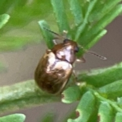 Rhyparida sp. (genus) (Leaf beetle) at Bruce Ridge - 6 Jan 2024 by Hejor1