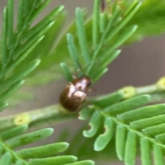 Rhyparida sp. (genus) at Bruce Ridge - 6 Jan 2024