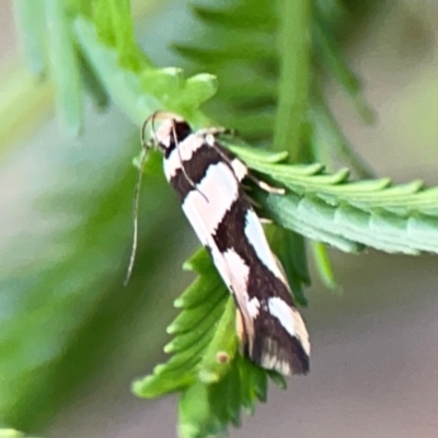 Macrobathra desmotoma ( A Cosmet moth) at Bruce Ridge - 6 Jan 2024 by Hejor1