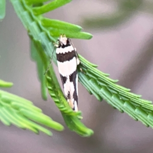 Macrobathra desmotoma at Bruce Ridge - 6 Jan 2024