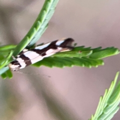 Macrobathra desmotoma at Bruce Ridge - 6 Jan 2024