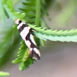 Macrobathra desmotoma at Bruce Ridge - 6 Jan 2024