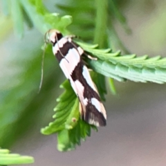 Macrobathra desmotoma at Bruce Ridge - 6 Jan 2024