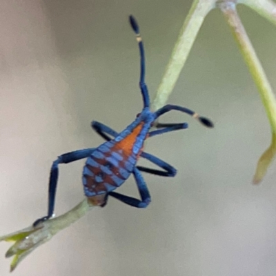 Amorbus sp. (genus) (Eucalyptus Tip bug) at O'Connor, ACT - 6 Jan 2024 by Hejor1