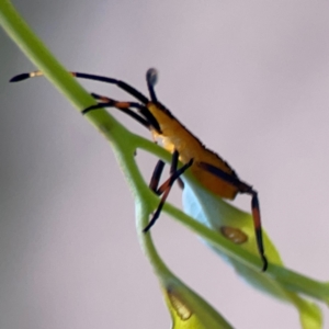 Amorbus sp. (genus) at O'Connor, ACT - 6 Jan 2024