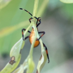 Amorbus sp. (genus) at O'Connor, ACT - 6 Jan 2024