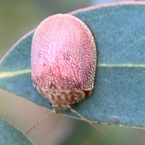 Paropsis atomaria at Bruce Ridge - 6 Jan 2024