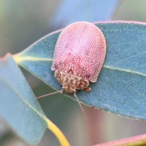 Paropsis atomaria at Bruce Ridge - 6 Jan 2024