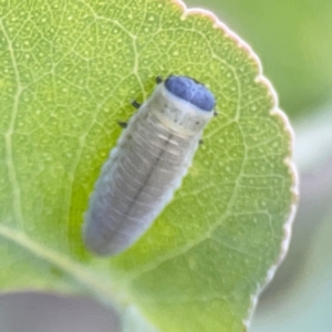 Paropsisterna m-fuscum at Bruce Ridge - 6 Jan 2024