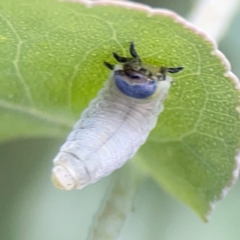 Paropsisterna m-fuscum at Bruce Ridge - 6 Jan 2024