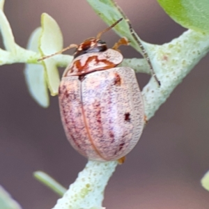 Paropsisterna m-fuscum at Bruce Ridge - 6 Jan 2024