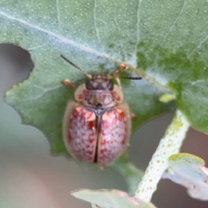 Paropsisterna m-fuscum at Bruce Ridge - 6 Jan 2024