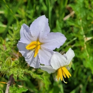 Solanum sisymbriifolium at Mitchell, ACT - 7 Jan 2024