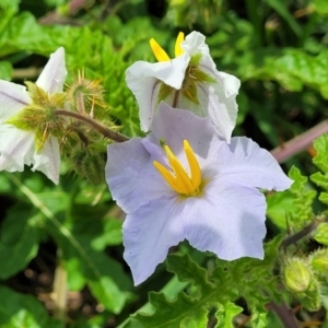 Solanum sisymbriifolium at Mitchell, ACT - 7 Jan 2024