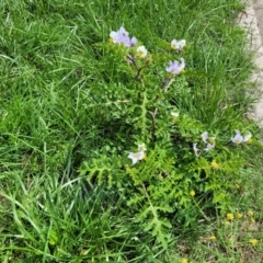 Solanum sisymbriifolium at Mitchell, ACT - 7 Jan 2024