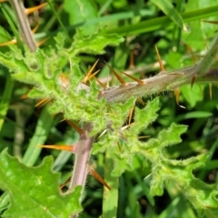 Solanum sisymbriifolium at Mitchell, ACT - 7 Jan 2024