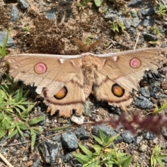 Opodiphthera eucalypti (Emperor Gum Moth) at Canberra Airport, ACT - 6 Jan 2024 by SilkeSma
