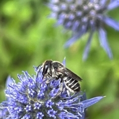 Megachile (Eutricharaea) serricauda (Leafcutter bee, Megachilid bee) at Narrabundah, ACT - 7 Jan 2024 by YellowButton