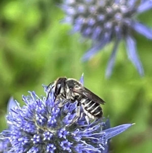 Megachile (Eutricharaea) serricauda at Narrabundah, ACT - suppressed