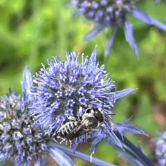 Megachile (Eutricharaea) serricauda at Narrabundah, ACT - suppressed