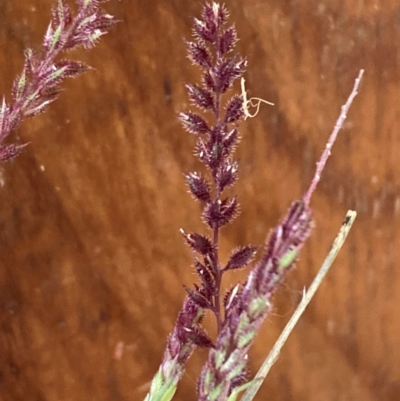 Tragus australianus (Small Burrgrass) at Canberra Airport, ACT - 7 Jan 2024 by SilkeSma