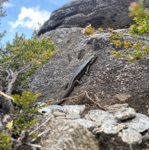 Eulamprus tympanum at Kosciuszko National Park - 3 Jan 2024 04:05 PM