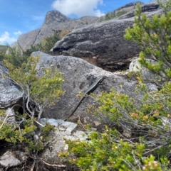 Eulamprus tympanum at Kosciuszko National Park - 3 Jan 2024 04:05 PM