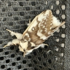 Porela delineata (Lined Porela) at Wingecarribee Local Government Area - 26 Dec 2023 by Span102