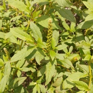 Phytolacca octandra at Tarago, NSW - 7 Jan 2024 12:38 PM