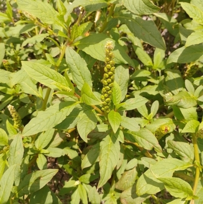 Phytolacca octandra (Inkweed) at Tarago, NSW - 7 Jan 2024 by DrDJDavidJ