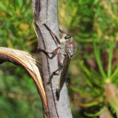 Neoaratus hercules (Herculean Robber Fly) at Hill Top - 29 Dec 2023 by Span102