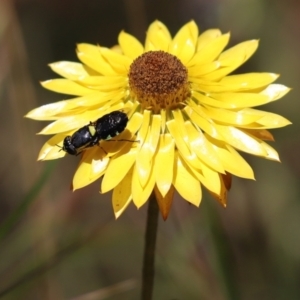 Odontomyia hunteri at Mount Painter - 18 Dec 2022