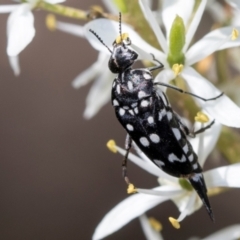 Mordella dumbrelli (Dumbrell's Pintail Beetle) at Hawker, ACT - 27 Dec 2023 by AlisonMilton