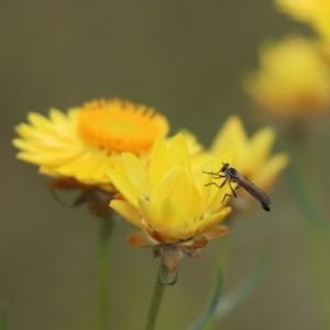 Cerdistus sp. (genus) at Mount Painter - 18 Nov 2022