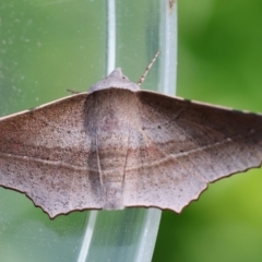 Oenochroma vetustaria (Ribbed Vine Moth) at Moruya, NSW - 7 Jan 2024 by LisaH