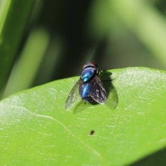 Unidentified True fly (Diptera) at Mosman, NSW - 28 May 2022 by Tammy