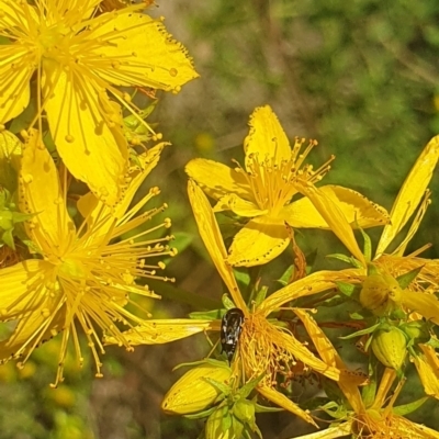 Mordella sp. (genus) (Pintail or tumbling flower beetle) at Debenham St Pedestrian Parkland (DBP) - 1 Dec 2023 by ChrisBenwah