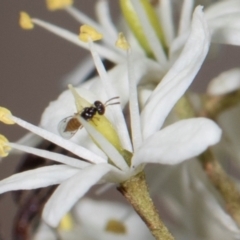 Unidentified True fly (Diptera) at Hawker, ACT - 27 Dec 2023 by AlisonMilton