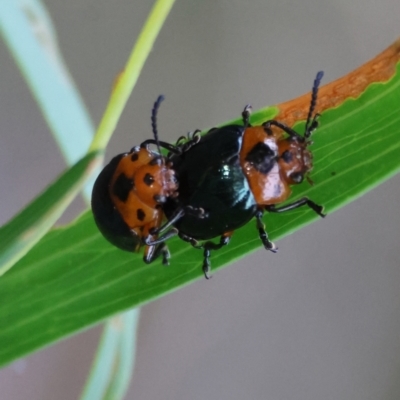 Calomela moorei (Acacia Leaf Beetle) at Moruya, NSW - 6 Jan 2024 by LisaH